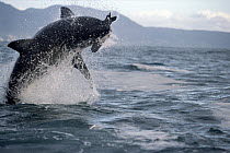 Great White Shark (Carcharodon carcharias) leaping out of water to catch prey, Cape Province, South Africa