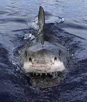 Great White Shark (Carcharodon carcharias) at surface, Cape Province, South Africa