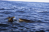 Great White Shark (Carcharodon carcharias) attacking an Antarctic Petrel (Thalassoica antarctica), Dyer Island, Cape Province, South Africa