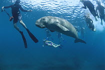 Dugong (Dugong dugon) surrounded by snorkelers, Lamen Bay, Epi Island, Vanuatu
