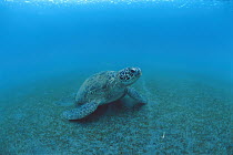 Green Sea Turtle (Chelonia mydas), Lamen Bay, Epi Island, Vanuatu