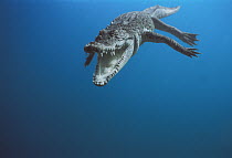 Saltwater Crocodile (Crocodylus porosus) swimming, Oro Bay, Papua New Guinea