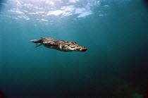 Saltwater Crocodile (Crocodylus porosus) swimming underwater, Oro Bay, Papua New Guinea