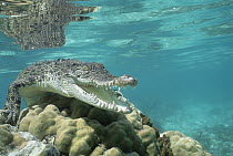 Saltwater Crocodile (Crocodylus porosus) aggressive posture, Oro Bay, Papua New Guinea