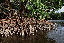 Spider Mangroves (Rhizophora stylosa) provide shade, trap and stabilize sediments, recycle nutrients and provide protective habitat for many species, Oro Bay, Papua New Guinea
