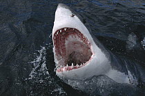 Great White Shark (Carcharodon carcharias) excited by the scent of food in the water, Dyer Island, Cape Province, South Africa