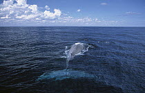 Pygmy Blue Whale (Balaenoptera musculus brevicauda) swimming at surface, Southern Ocean, Australia