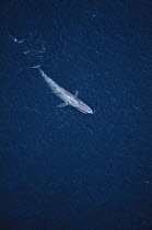 Pygmy Blue Whale (Balaenoptera musculus brevicauda) swimming at surface, Australia