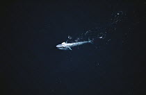 Pygmy Blue Whale (Balaenoptera musculus brevicauda) swimming at surface, Southern Ocean, Australia