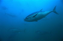 Southern Bluefin Tuna (Thunnus maccoyii) swimming, Australia