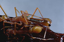 Kerengga Ant-like Jumper (Myrmarachne plataleoides) male and female mating displaying the sexual pump sac, Sri Lanka