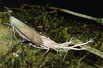 Planthopper (Fulgoroidea) with waxy tail, Ecuador