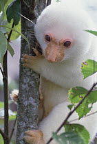 Spotted Cuscus (Phalanger maculatus) in tree, Papua New Guinea