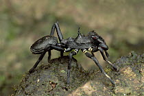 Ant-mimicking Jumping Spider (Myrmarachne sp), Ecuador