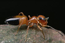 Ant-mimicking Jumping Spider (Myrmarachne sp), Queensland