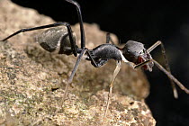 Jumping Spider that mimics Ant, close-up portrait, Kenya