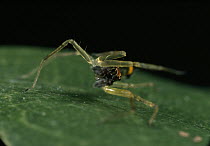 Jumping Spider (Asemonea sp) male in courtship dance, Sri Lanka