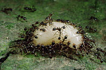 Marauder Ant (Pheidologeton diversus) carrying brood during emigration
