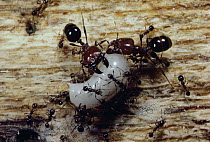 Marauder Ant (Pheidologeton diversus) carrying brood during emigration