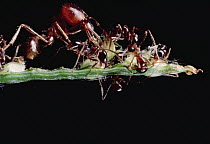 Marauder Ant (Pheidologeton diversus) group of major and minor workers collecting seeds from harvest grass, major worker pulls seeds out and hands them to minor workers