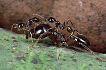 Marauder Ant (Pheidologeton diversus) major worker transports pair of minor worker ants
