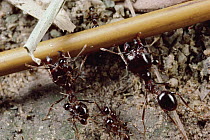 Marauder Ant (Pheidologeton diversus) pair of smaller ants work together to push twig that is blocking trail