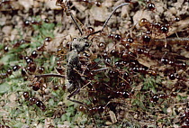 Marauder Ant (Pheidologeton diversus) minor workers pin down Ant (Diacamma sp) intruder on trail