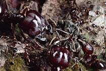Marauder Ant (Pheidologeton diversus) major worker ants on gang killing rampage