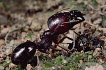 Marauder Ant (Pheidologeton diversus) major worker rearing up over vanquished foreign ant of another species, that it has just killed