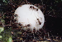 Marauder Ant (Pheidologeton diversus) minor workers carry lizard egg back to nest
