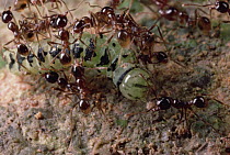Marauder Ant (Pheidologeton diversus) group carries caterpillar and seeds back to nest