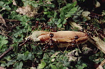 Marauder Ant (Pheidologeton diversus) group of minor workers carry flower back to nest