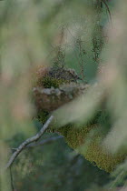 Marbled Murrelet (Brachyramphus marmoratus marmoratus) chick in nest, Oregon
