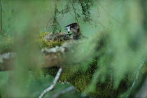 Marbled Murrelet (Brachyramphus marmoratus marmoratus) parent feeding chick in canopy nest, Oregon