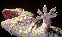 Tokay Gecko (Gecko gecko) showing underside of feet
