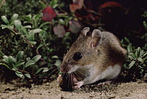 White-footed Mouse (Peromyscus leucopus) eating Acorn in Pygmy Pine barrens, New Jersey