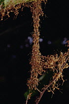 Weaver Ant (Oecophylla longinoda) colony forming a bridge by climbing over each other to reach new feeding grounds, Papua New Guinea