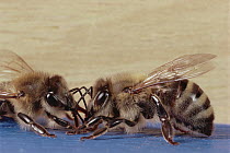 Honey Bee (Apis mellifera) feeding nectar to hive mate, Wurzburg, Germany