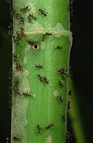 Ant (Azteca sp) patrol at colony entrance of their host (Cecropia sp) tree, Costa Rica