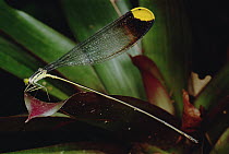 Damselfly (Mecistogaster sp), Rio Momon, Peru