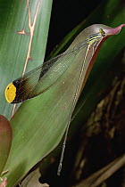Damselfly (Mecistogaster sp), Rio Momon, Peru