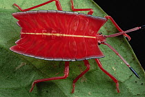 Red Stink Bug (Pycanum rubeus), Brunei, Borneo