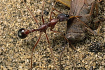 Bulldog Ant (Myrmecia desertorum) holding prey in mandibles, poisonous ant potentially lethal to humans, adults feed primarily on nectar but larvae are carnivorous and eat insects collected by workers...