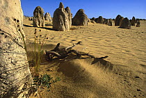Limestone pinnacles in Pinnacles Desert, Nambung National Park, 250 kilometers north of Perth, Australia