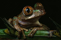 African Tree Frog (Leptopelis sp) portrait, Ivory Coast, Africa