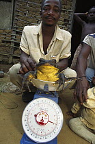 Goliath Frog (Conraua goliath) being weighed by villagers, Cameroon