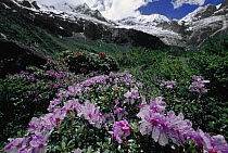 Rhodendendrons blooming in the Meili Mountains, sacred to Tibetans, northwest Yunnan Province, China