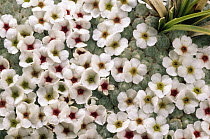 Sandwort (Arenaria kansuensis) arthritis cure is also a popular addition to rock gardens, Sichuan Province, China