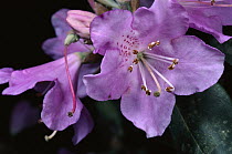 Rhododendron (Rhododendron sp) flowers, Sichuan Province, China