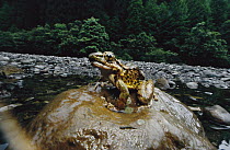 Riparian Frog (Odorrana margaretae) on rock in river, Wawu National Park, Sichuan Province, China